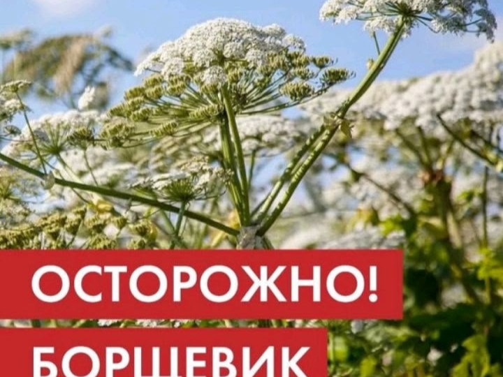 С наступлением тёплого сезона на территории района активизируется борщевик — растение, представляющее угрозу здоровью. В целях профилактики информируем граждан о правилах безопасности и первой помощи при контакте с этим растением..